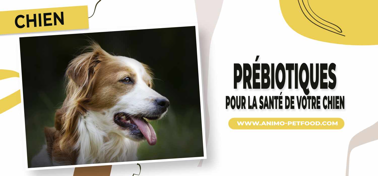  prébiotiques pour la santé de votre chien