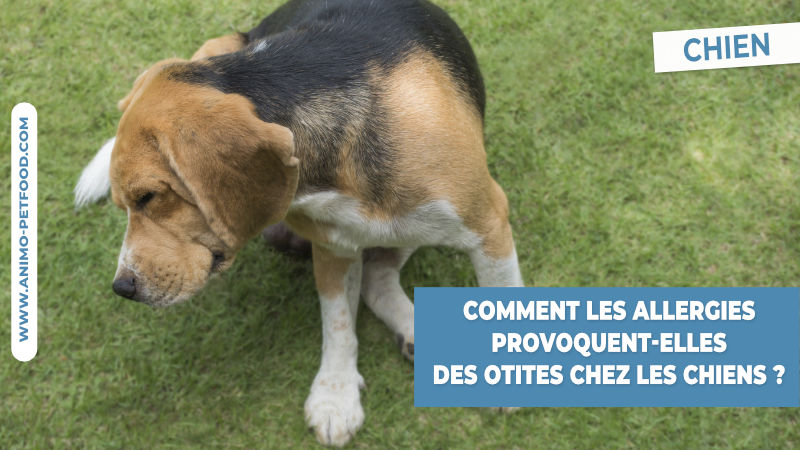 infections-allergiques-de-l-oreille-otite-allergique-chez-le-chien