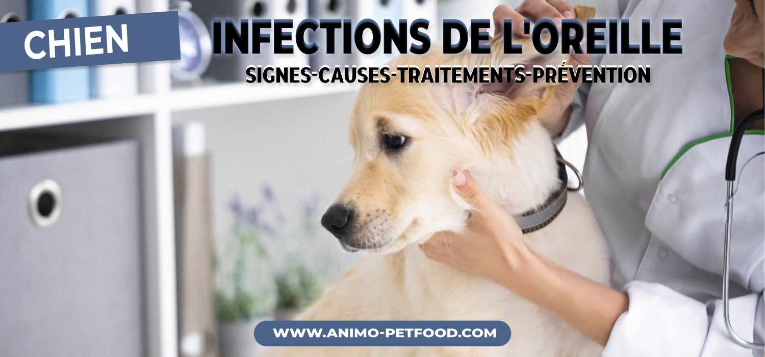 Infections de l'oreille chez le chien
