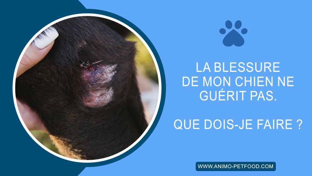 La blessure de mon chien ne guérit pas. Que dois-je faire