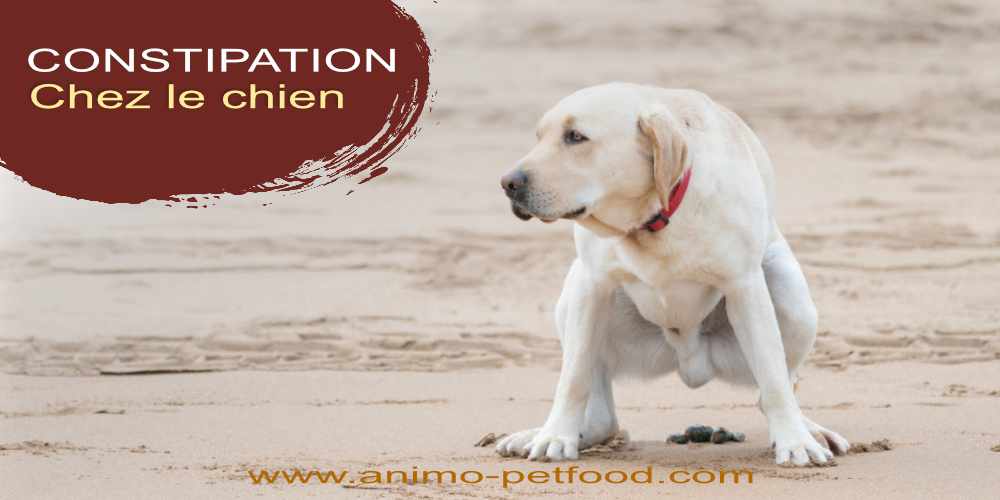 la-constipation-chez-le-chien