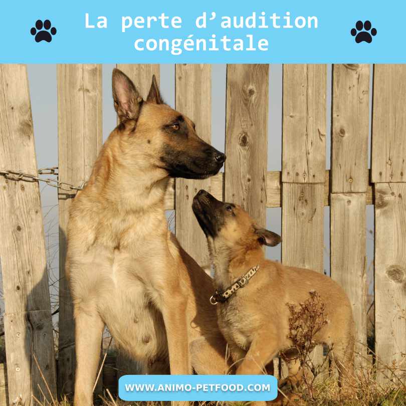 perte d’audition congénitale chez le chien