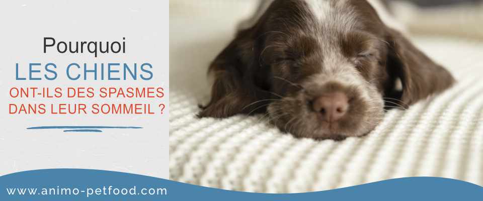 pourquoi-les-chiens-ont-ils-des-spasmes-dans-leur-sommeil