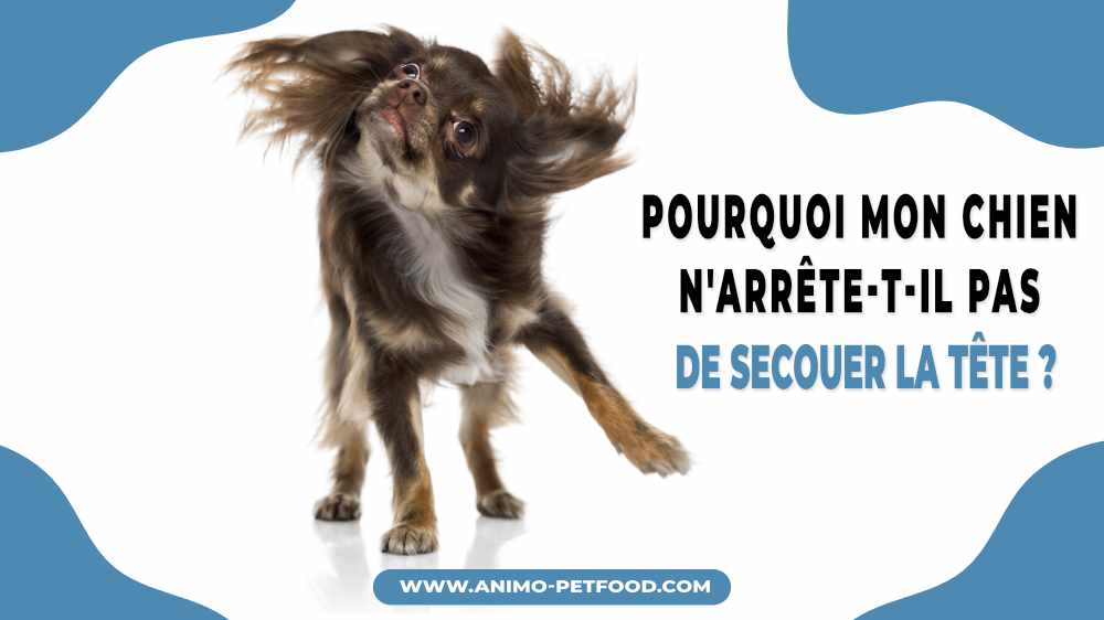 mon chien n'arrête pas de secouer la tête 