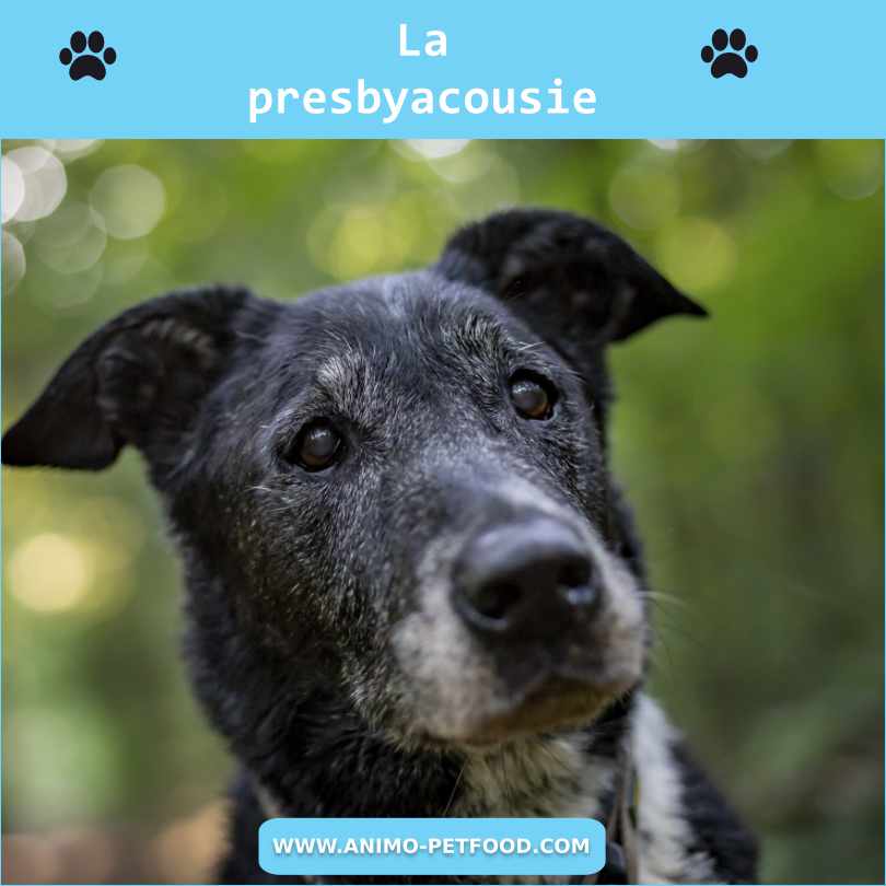 surdité chez le chien presbyacousie