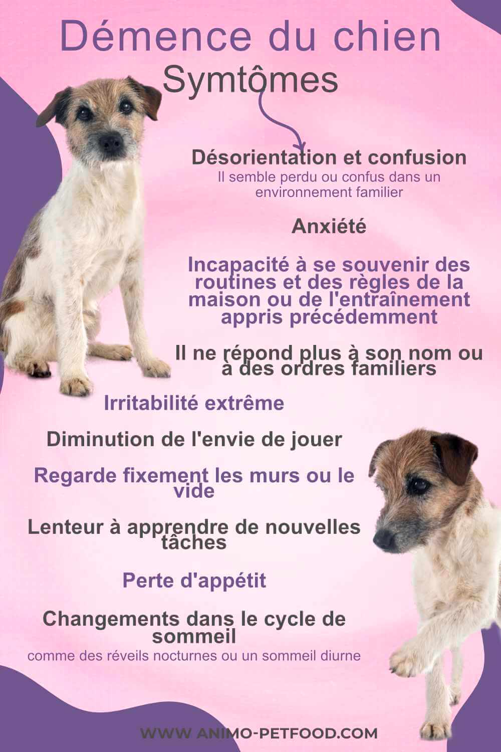 signes-de-demence-chez-le-chien-dysfonctionnements-cognitifs