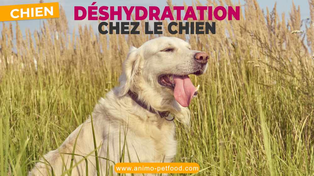 deshydratation chez le chien