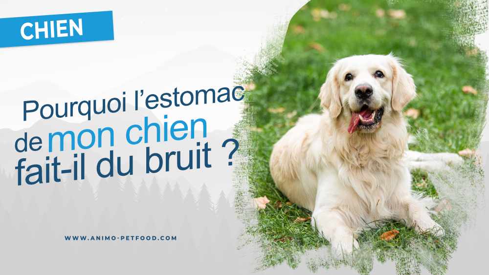 pourquoi-l-estomac-de-mon-chien-fait-il-du-bruit