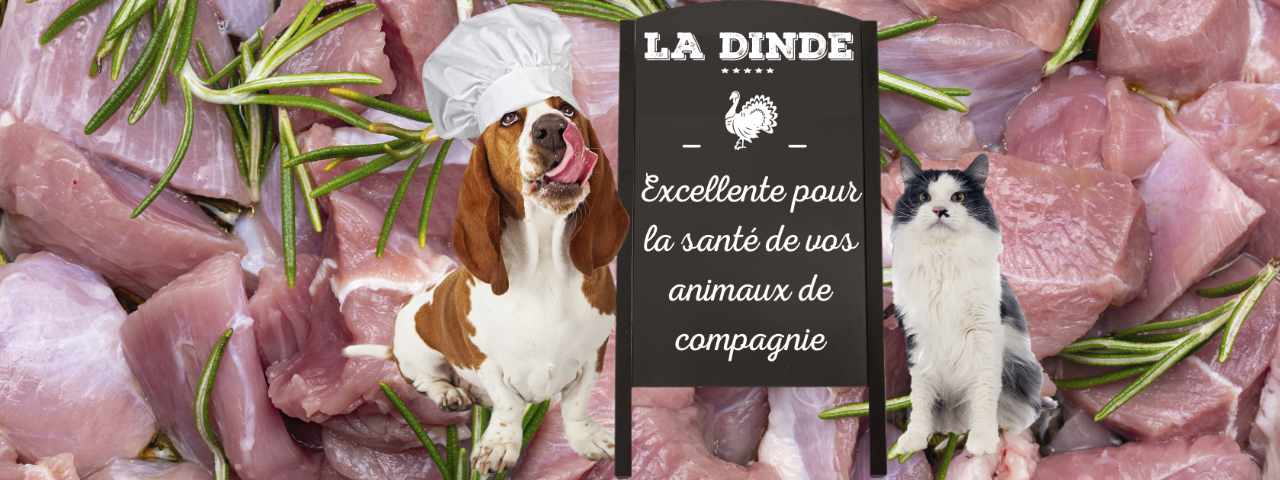 dinde-pour-chats-et-chiens