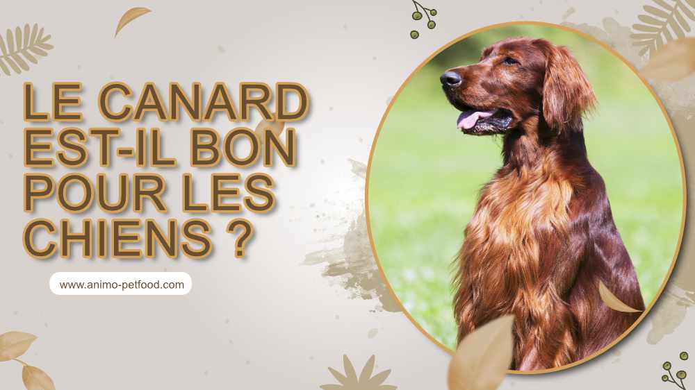 le canard pour chien allergique