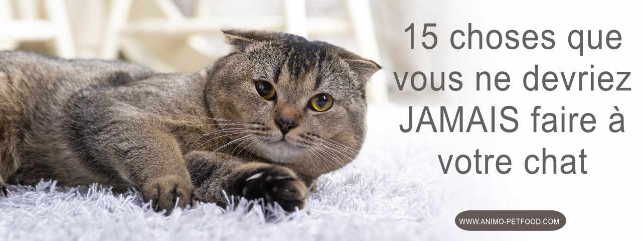 15 Choses Que Vous Ne Devriez Jamais Faire A Votre Chat