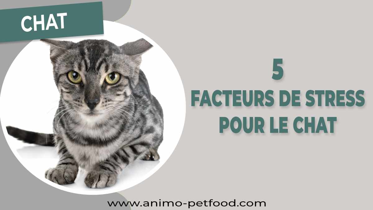 facteurs de stress chez le chat