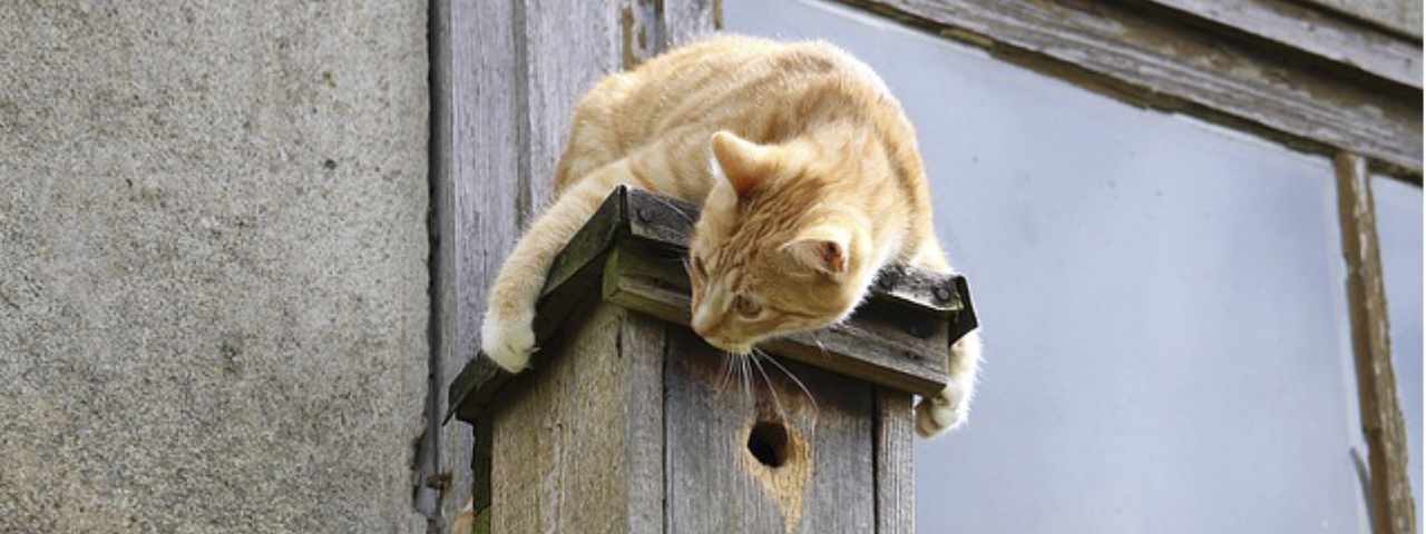 accident domestique chat-danger pour le chat-cat