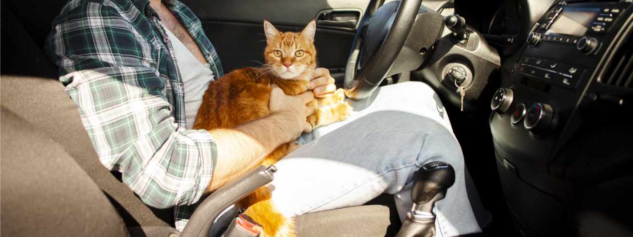 chat voiture-voyage avec chat-cat