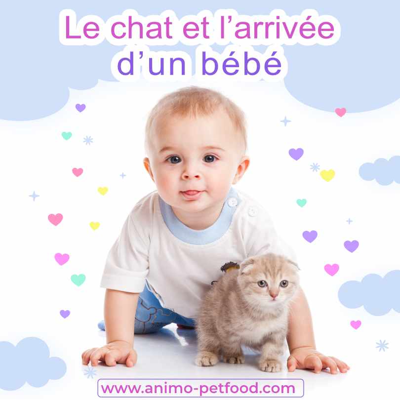 nouveau-né et chat