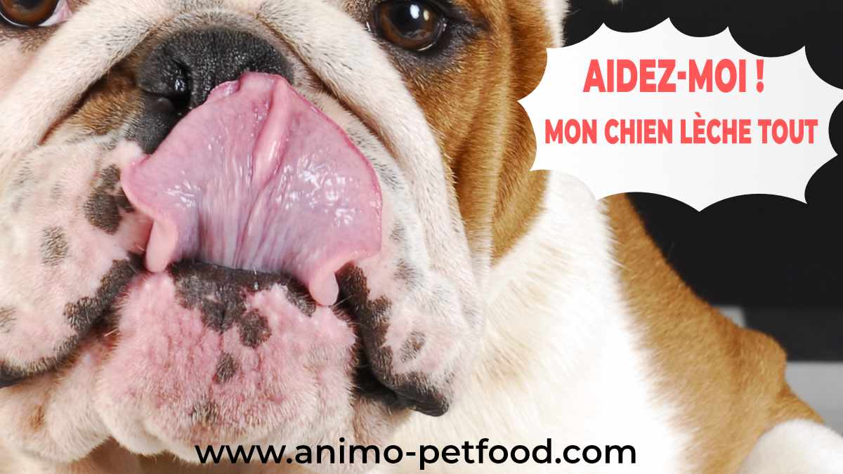 chien-lechage-excessif-compulsif