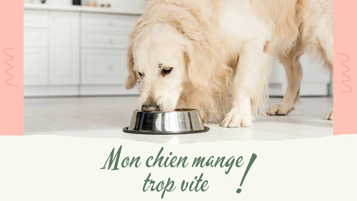 chien-mange-trop-vite 