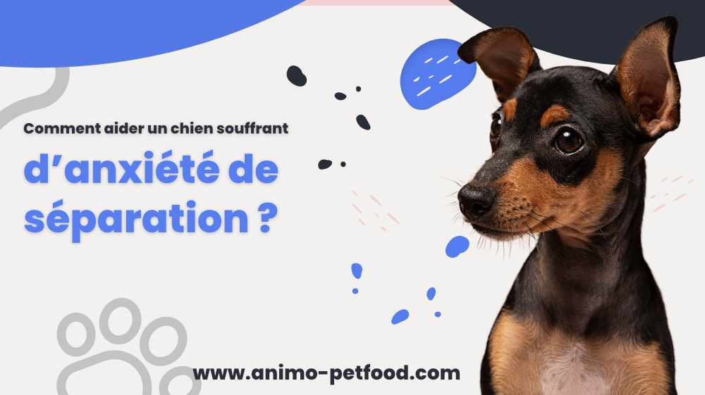 comment-aider-un-chien-souffrant-d-anxiete-de-separation