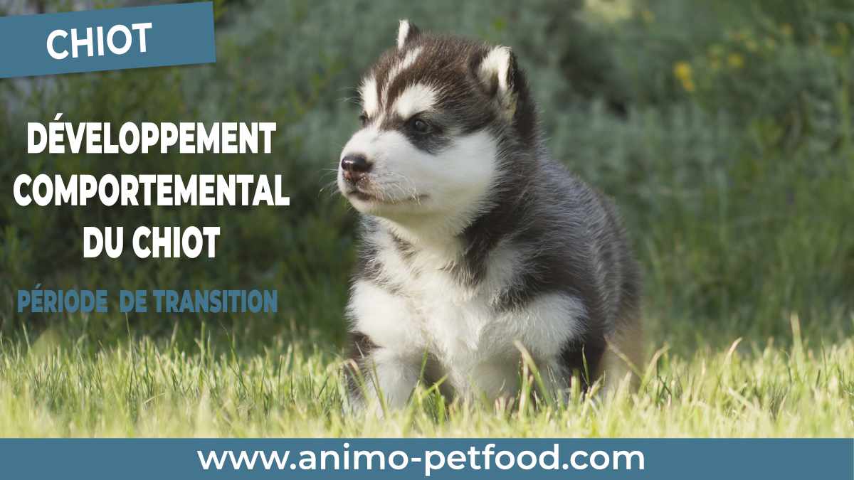 Développement comportemental du chiot