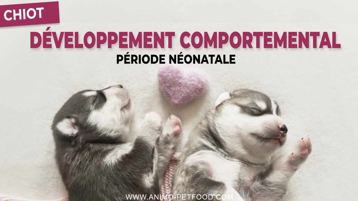 PERIODE NEONATALE du chiot