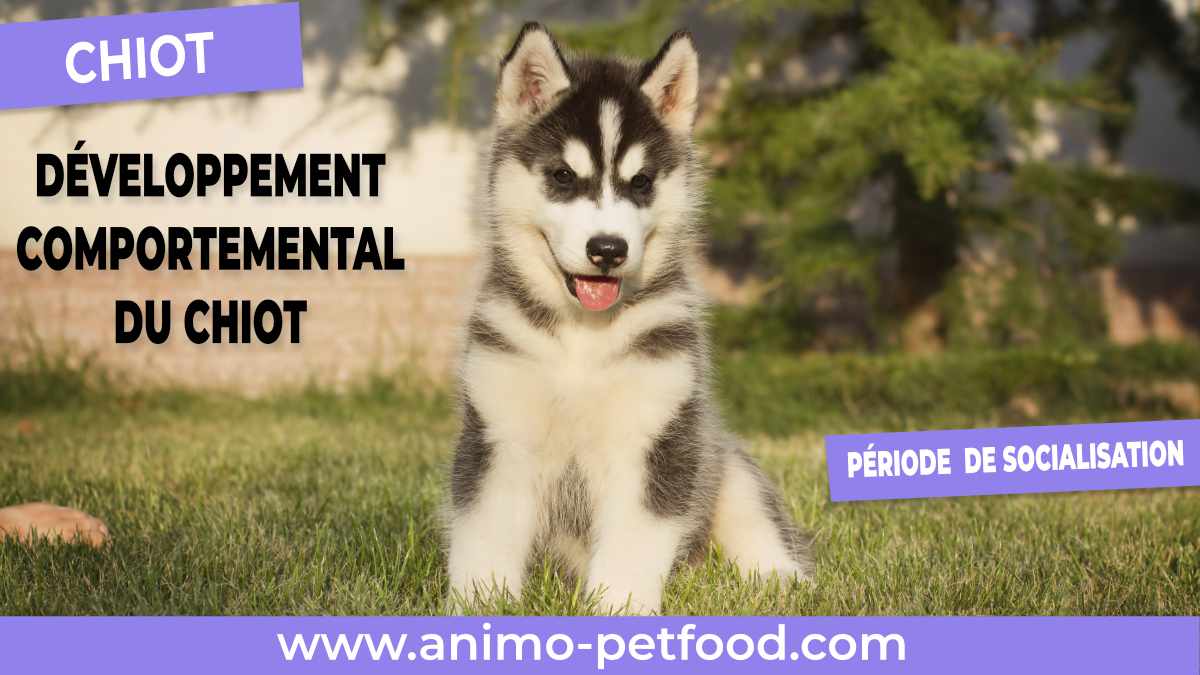 Développement comportemental du chiot-periode de socialisation du chiot