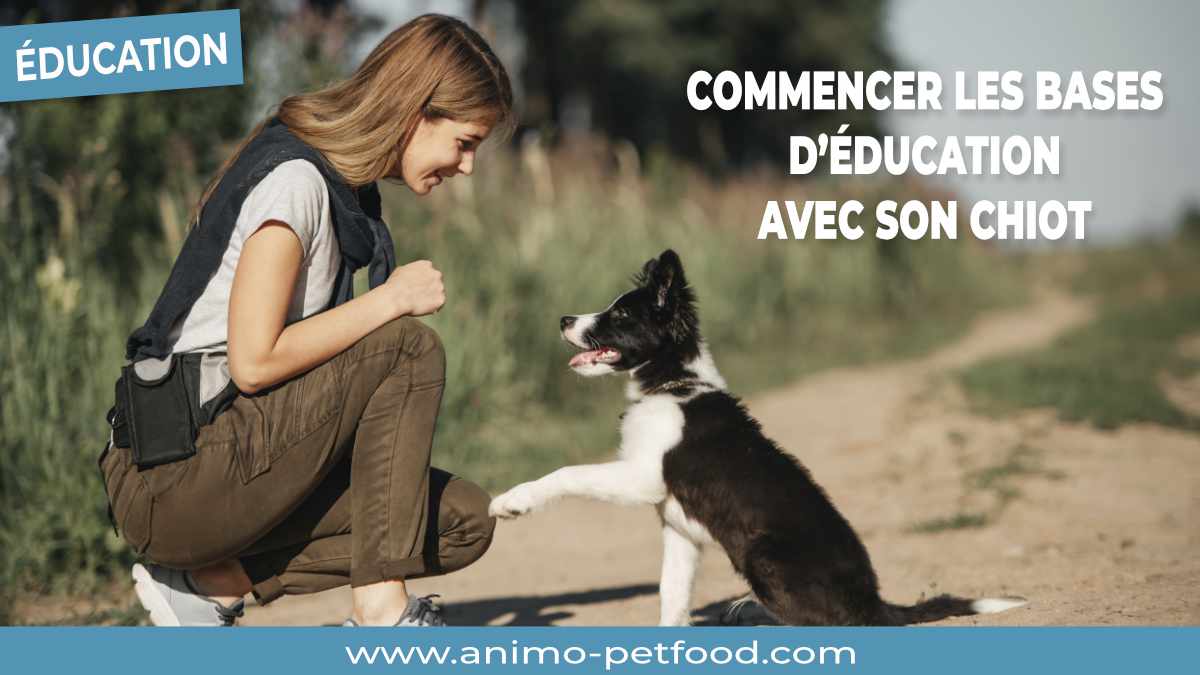 Education – Commencer les bases d’éducation avec son chiot