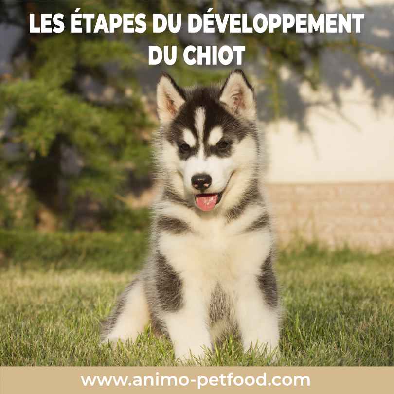 étapes du développement comportemental du chiot