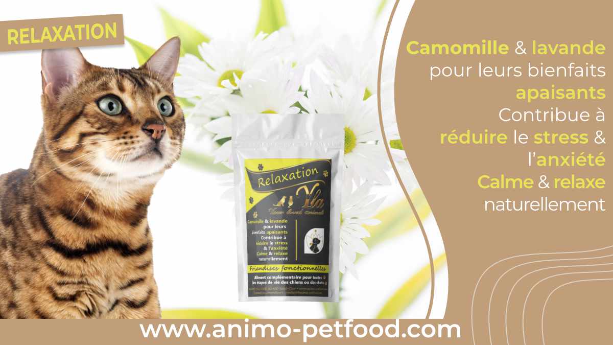 Friandises pour chat anti stress