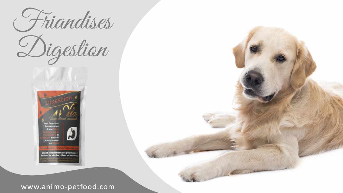 friandises aide digestion pour chien
