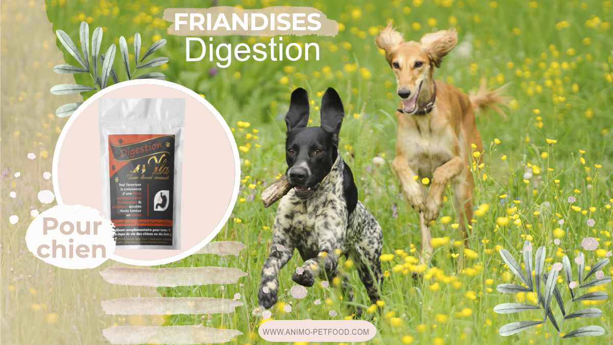 friandises pour la sante digestive chien