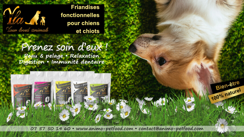 friandises-sans-cereales-ni-gluten-pour-chien