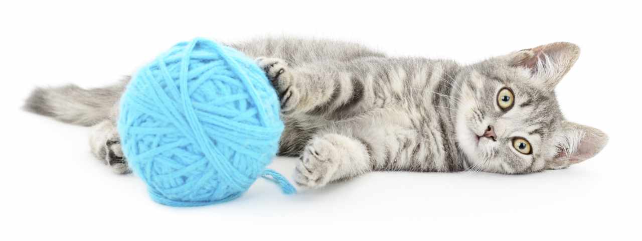 Griffes chat-jouets animal de compagnie-jouet naturel chat-cat-