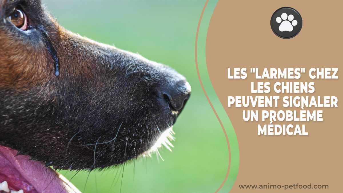 les-larmes-chez-les-chiens-peuvent-signaler-un-probleme-medical