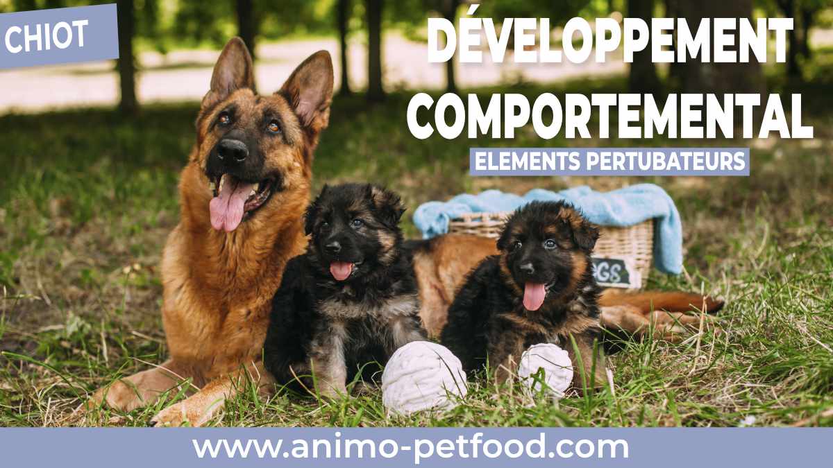 CHIEN-comportement chiot-chiot-problème comportement chiot-