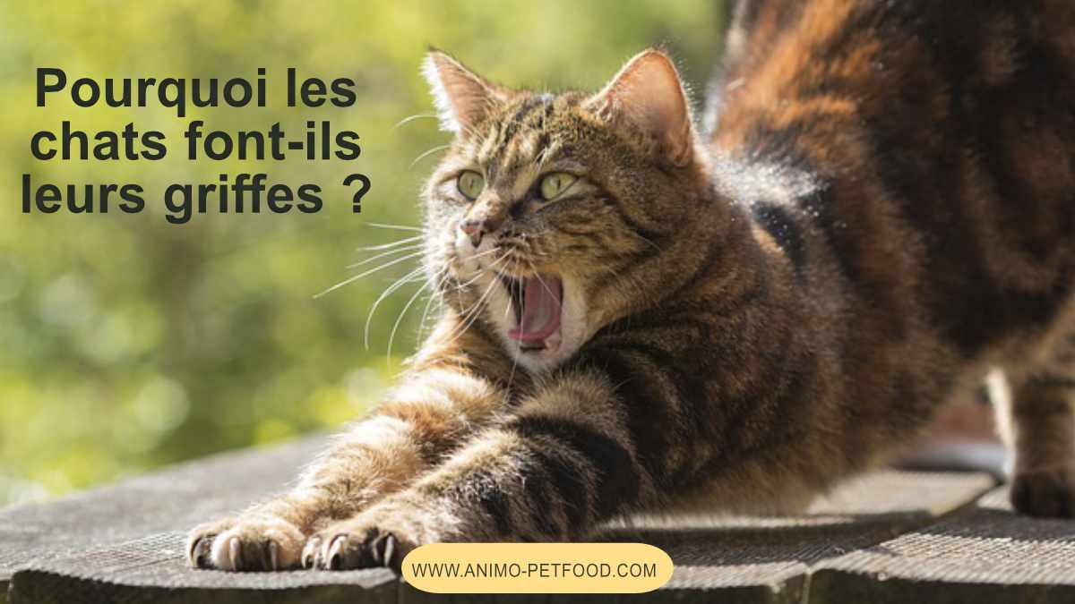 pourquoi les chats font-ils leurs griffes