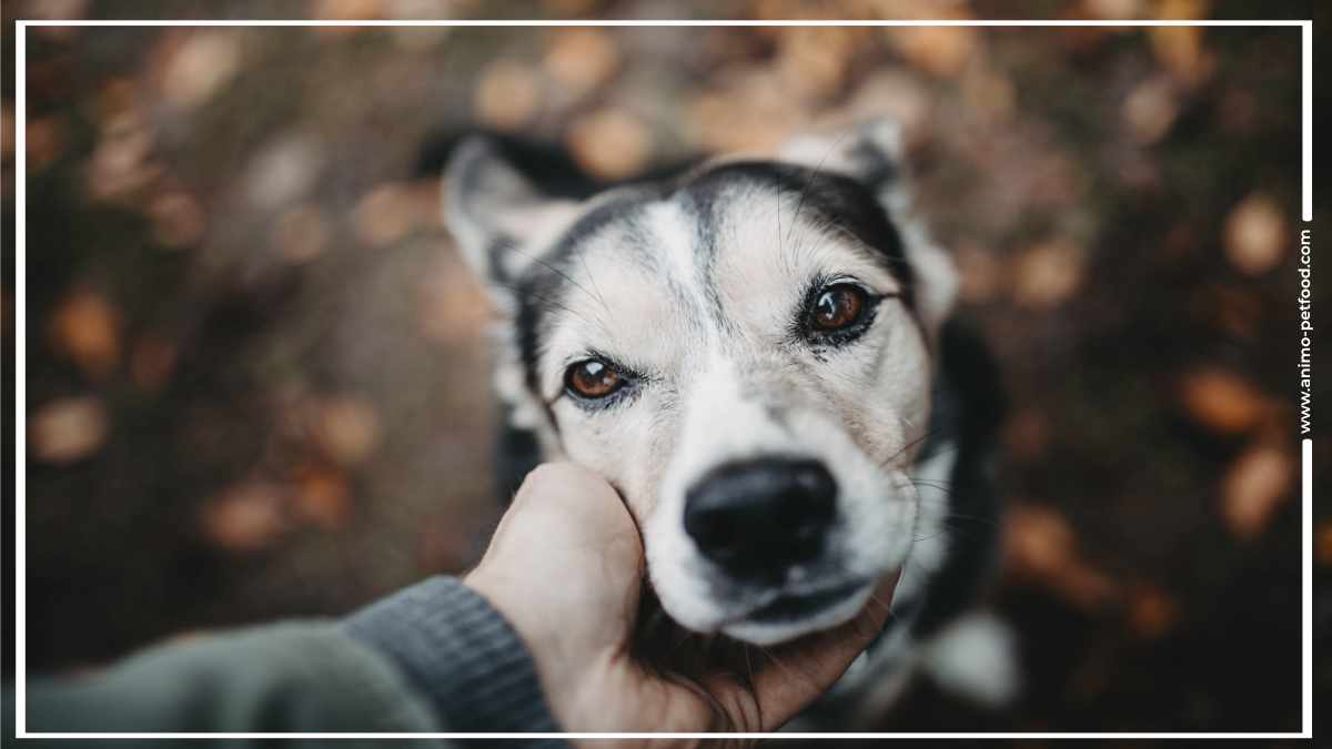 pourquoi-les-chiens-gemissent-ils-ou-pleurent-ils