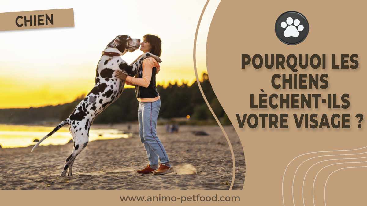 pourquoi-les-chiens-lechent-ils-votre-visage