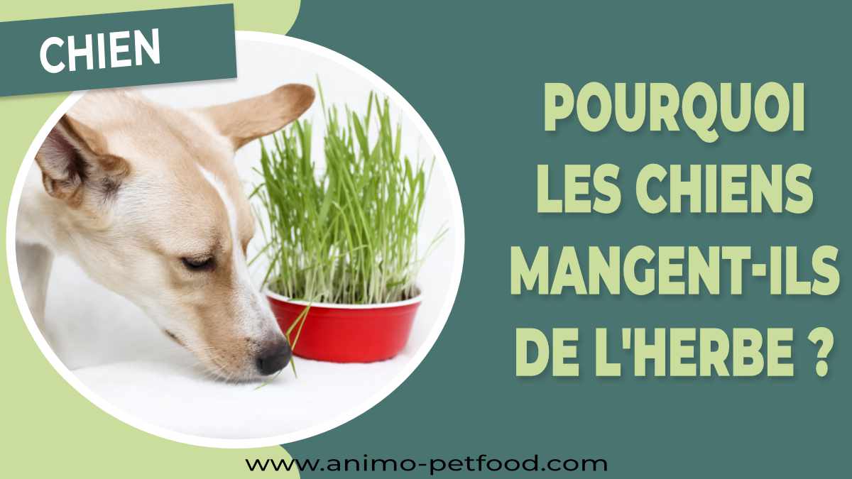 pourquoi les chiens mangent-ils de l'herbe