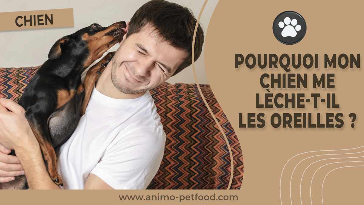 pourquoi-mon-chien-me-leche-t-il-les-oreilles