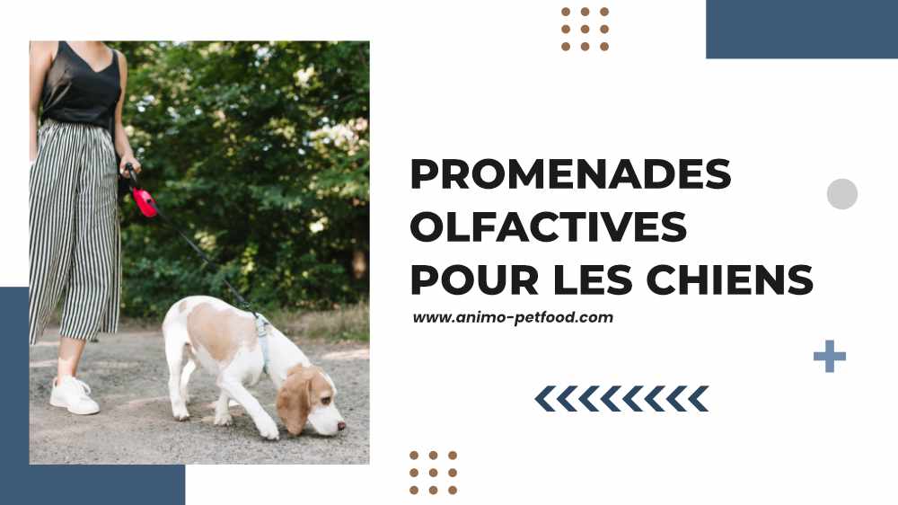 promenades-olfactives-pour-les-chiens