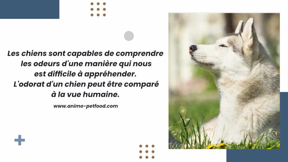 promenades-olfactives-pour-les-chiens
