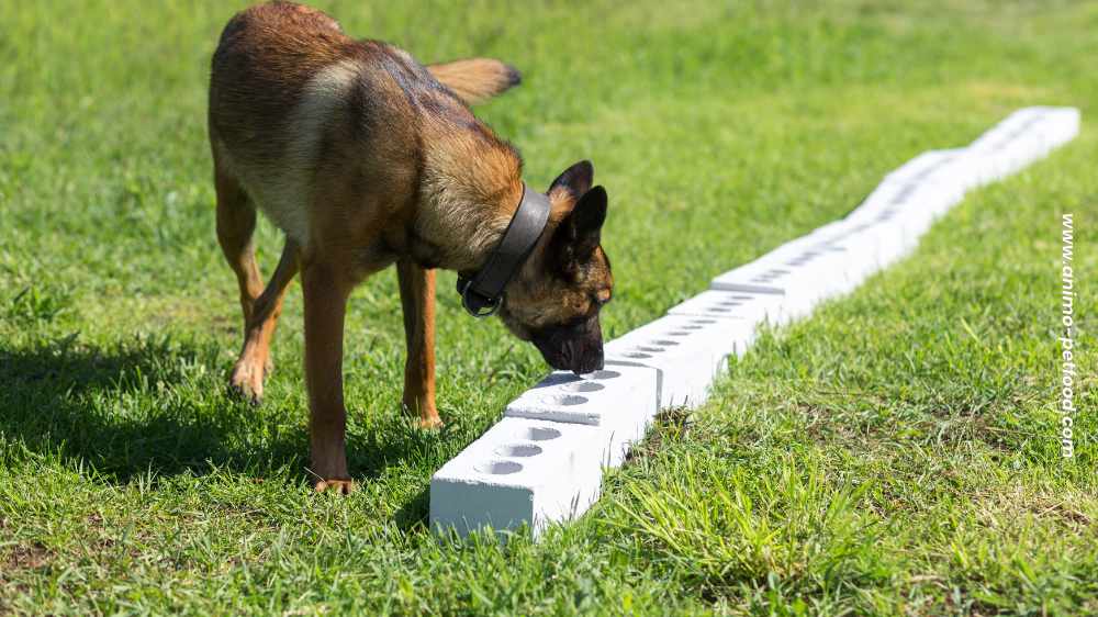 promenades-olfactives-pour-les-chiens