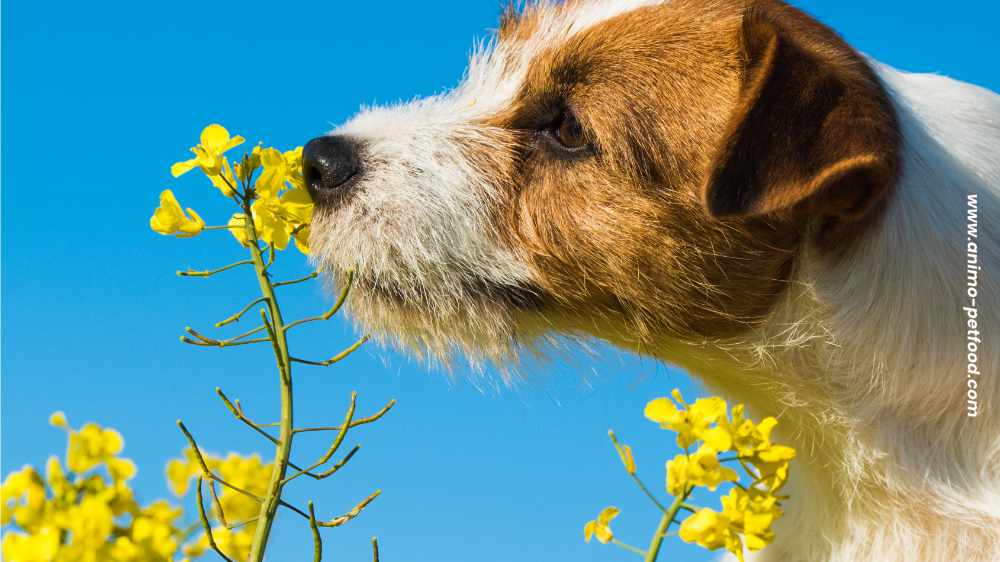 promenades-olfactives-pour-les-chiens