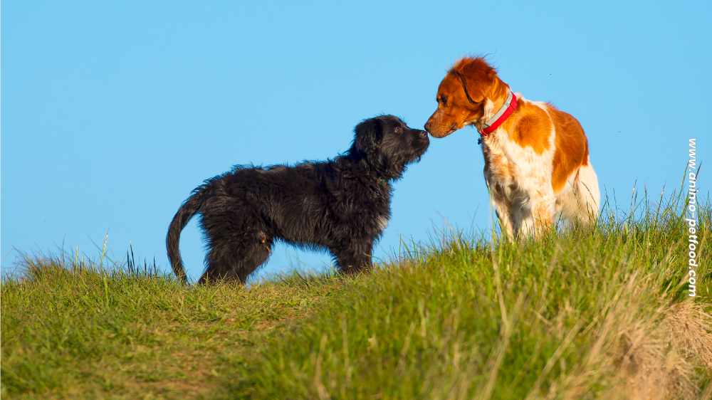 promenades-olfactives-pour-les-chiens