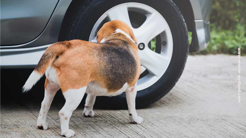 promenades-olfactives-pour-les-chiens