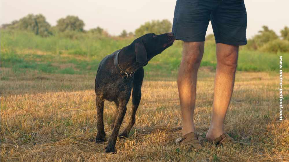 promenades-olfactives-pour-les-chiens