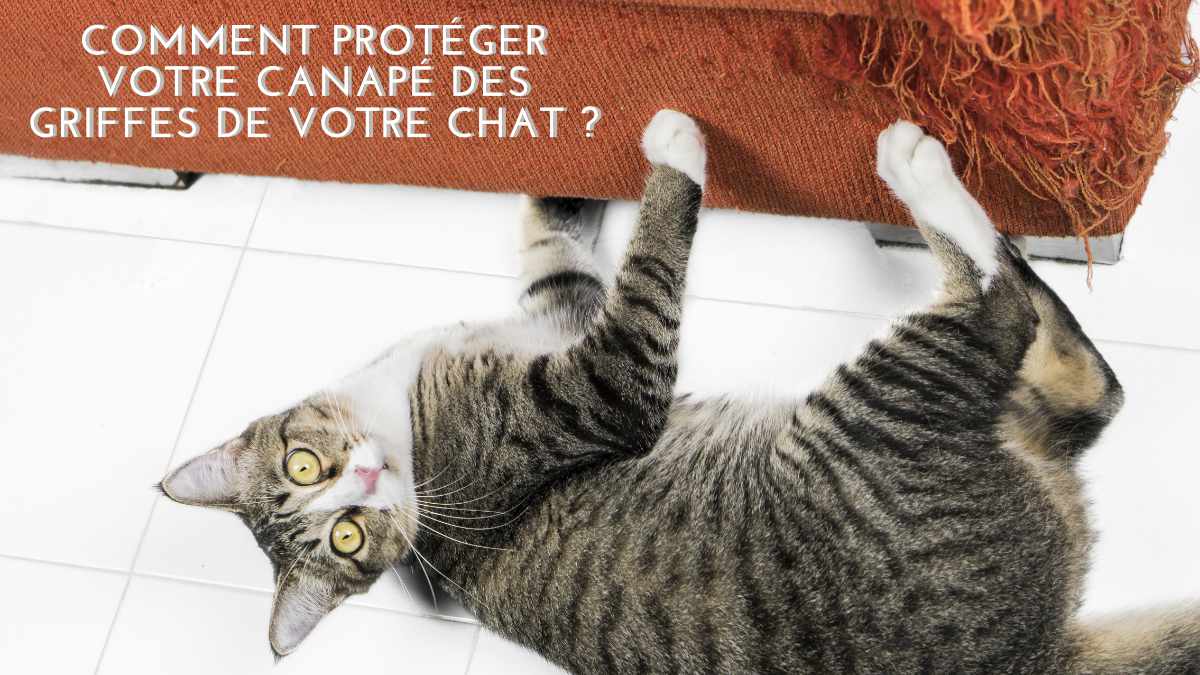 Comment Proteger Votre Canape Des Griffes De Votre Chat