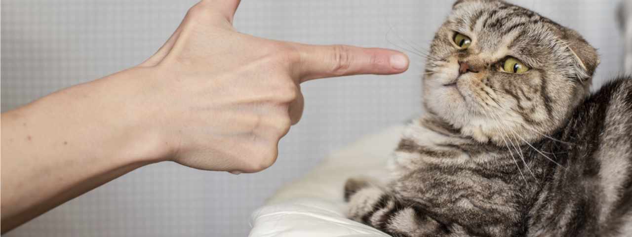 comportements des chats - conseils chat-soins chat- punition chat
