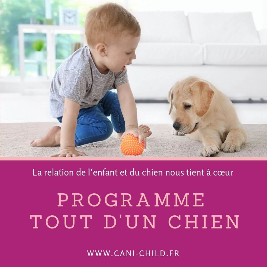 RELATION ENFANT CHIEN -PROGRAMME TOUT D'UN CHIEN-PREVENTION MORSURES DE CHIEN