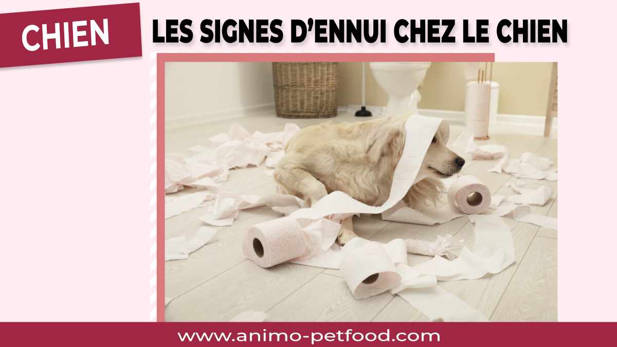 quels sont les signes qui montrent que votre chien s’ennuie ?